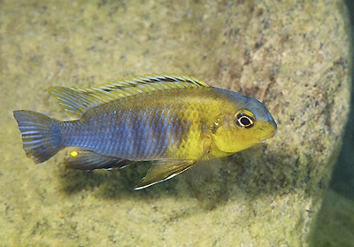Tropheops sp. 'band' Nkhata Bay